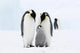 Bird Murals - Emperor penguins on the sea ice in the Weddell Sea, Antarctica Wall Mural