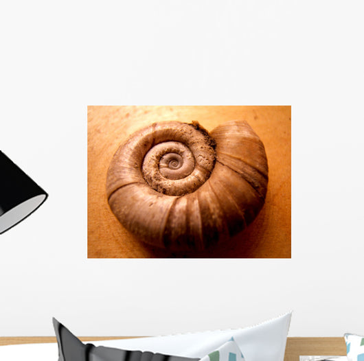 Shell Wall Mural