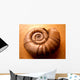 Shell Wall Mural