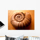 Shell Wall Mural