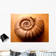 Shell Wall Mural