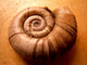 Shell Wall Mural