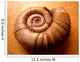 Shell Wall Mural