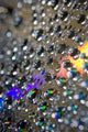 Water Drops