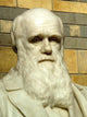 Statue of Charles Darwin Wall Mural