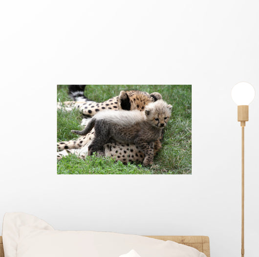 Cheetah Cub Wall Mural