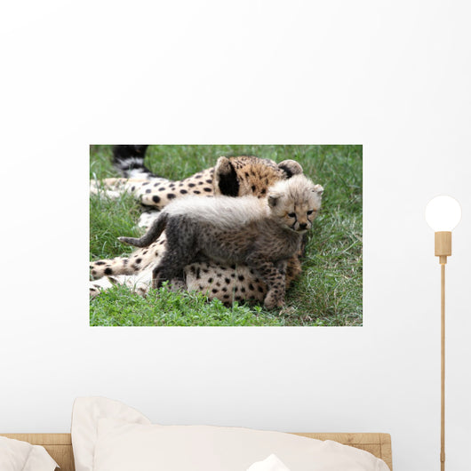 Cheetah Cub Wall Mural