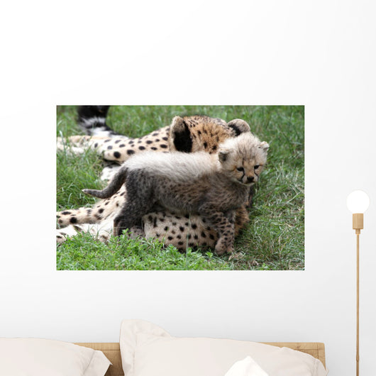 Cheetah Cub Wall Mural