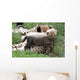 Cheetah Cub Wall Mural
