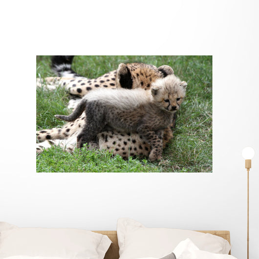 Cheetah Cub Wall Mural