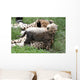 Cheetah Cub Wall Mural
