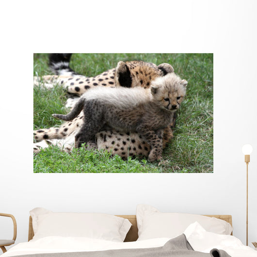 Cheetah Cub Wall Mural