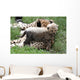 Cheetah Cub Wall Mural