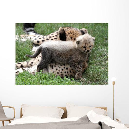 Cheetah Cub Wall Mural
