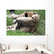 Cheetah Cub Wall Mural