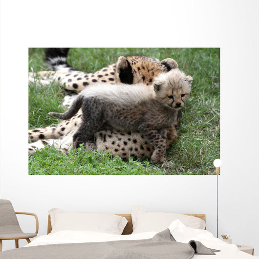Cheetah Cub Wall Mural