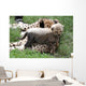 Cheetah Cub Wall Mural