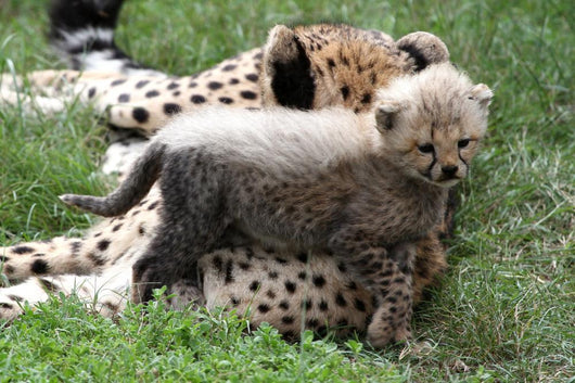Cheetah Cub Wall Mural