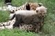 Cheetah Cub Wall Mural