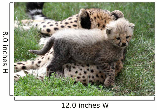 Cheetah Cub Wall Mural