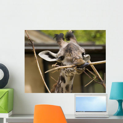 Giraffe 1 shown on a wall