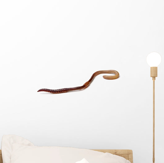 Earthworm Wall Decal