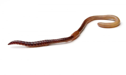 Earthworm Wall Decal