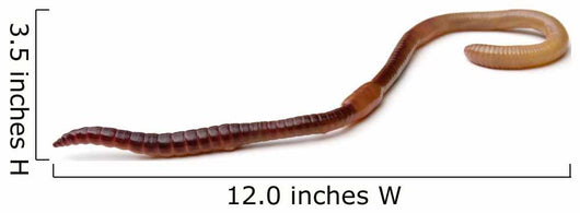 Earthworm Wall Decal