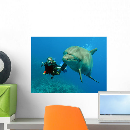Dolphin with Diver Wall Mural
