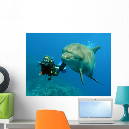 Dolphin with Diver Wall Mural