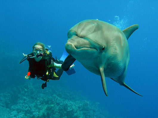 Dolphin with Diver Wall Mural