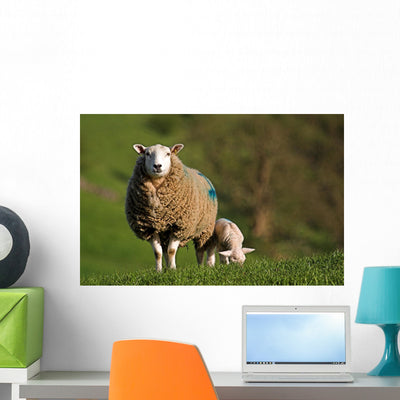 Ewe and Lamb Wall Mural shown on a wall
