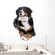 bernese mountain dog Wall Decal