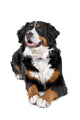 bernese mountain dog Wall Decal