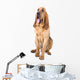 bloodhound dog Wall Decal