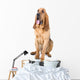 bloodhound dog Wall Decal