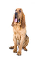 bloodhound dog Wall Decal