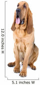 bloodhound dog Wall Decal