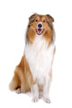 Rough Collie Scottish Shepherd Wall Decal
