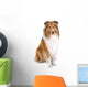 rough collie - scottish shepherd (lassie) Wall Decal