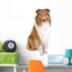 rough collie - scottish shepherd (lassie) Wall Decal