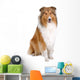 rough collie - scottish shepherd (lassie) Wall Decal