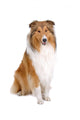 rough collie - scottish shepherd (lassie) Wall Decal