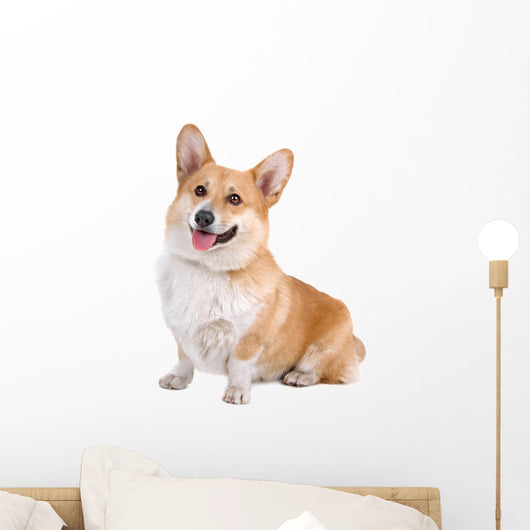 front view of a Welsh Corgi Pembroke dog sticking out tongue Wall Decal