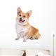 front view of a Welsh Corgi Pembroke dog sticking out tongue Wall Decal