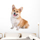 front view of a Welsh Corgi Pembroke dog sticking out tongue Wall Decal