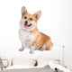 front view of a Welsh Corgi Pembroke dog sticking out tongue Wall Decal
