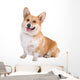 front view of a Welsh Corgi Pembroke dog sticking out tongue Wall Decal