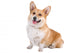 front view of a Welsh Corgi Pembroke dog sticking out tongue Wall Decal