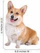 front view of a Welsh Corgi Pembroke dog sticking out tongue Wall Decal